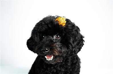 首位蒸汽锦鲤诞生，夏季特卖活动火爆继续！